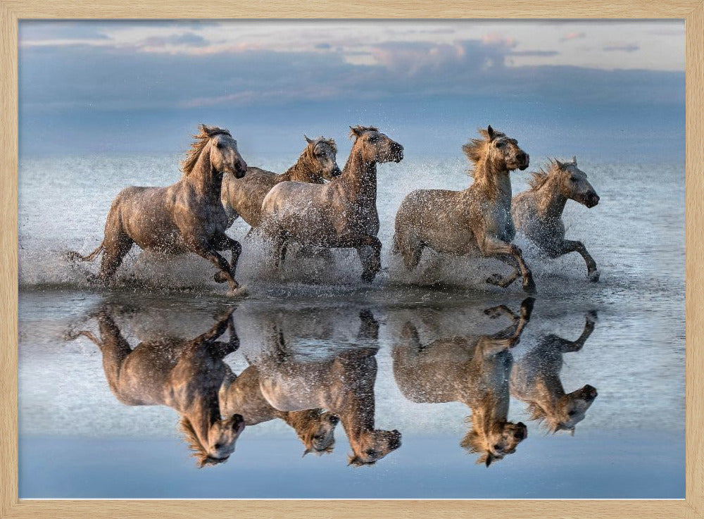 Pferde und Spiegelbild | Poster