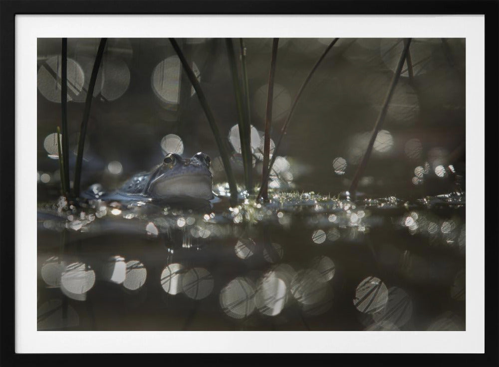 Moorfrosch | Poster
