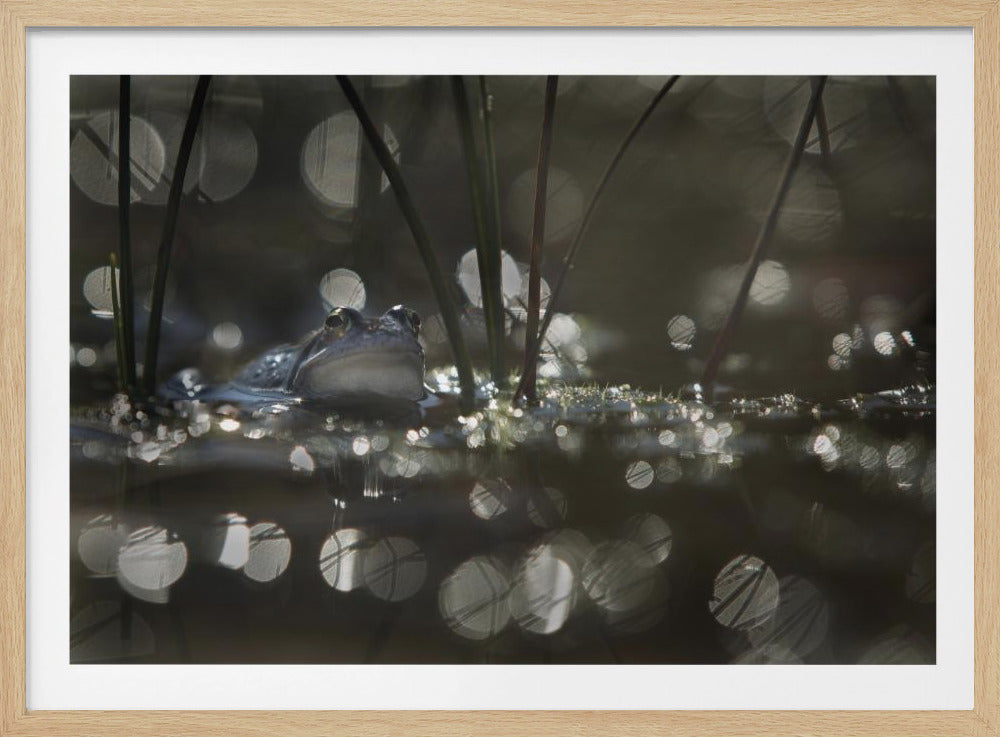 Moorfrosch | Poster
