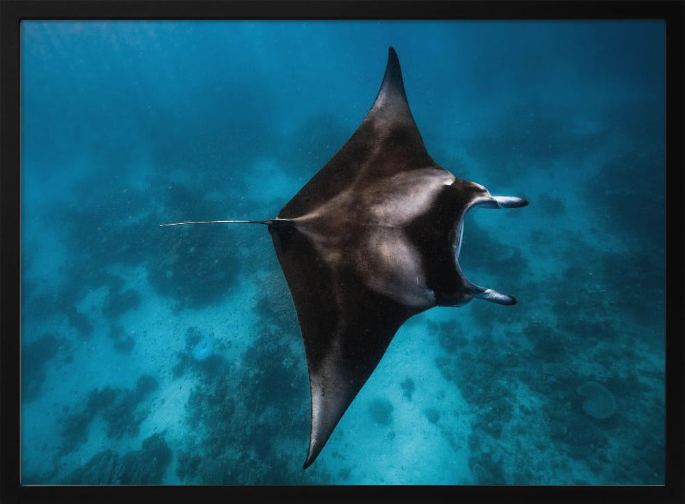 Manta flieg!!! | Poster