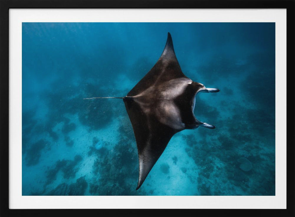 Manta flieg!!! | Poster