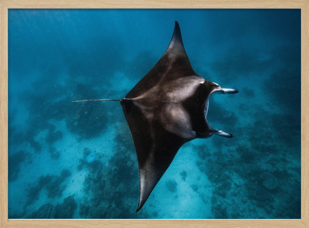Manta flieg!!! | Poster