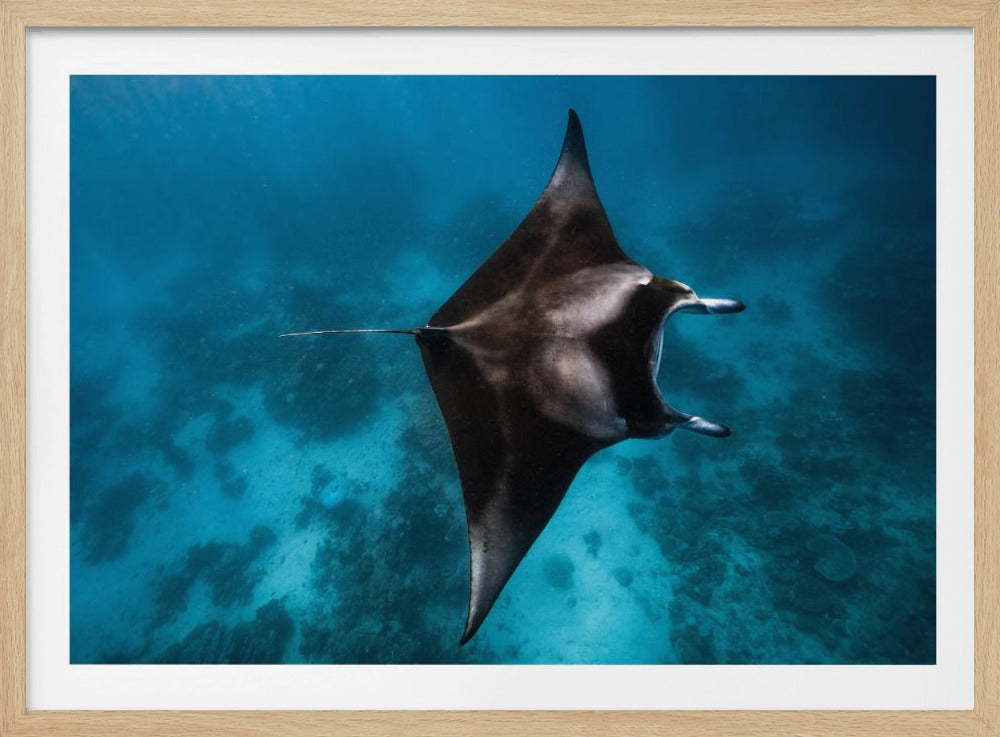 Manta flieg!!! | Poster