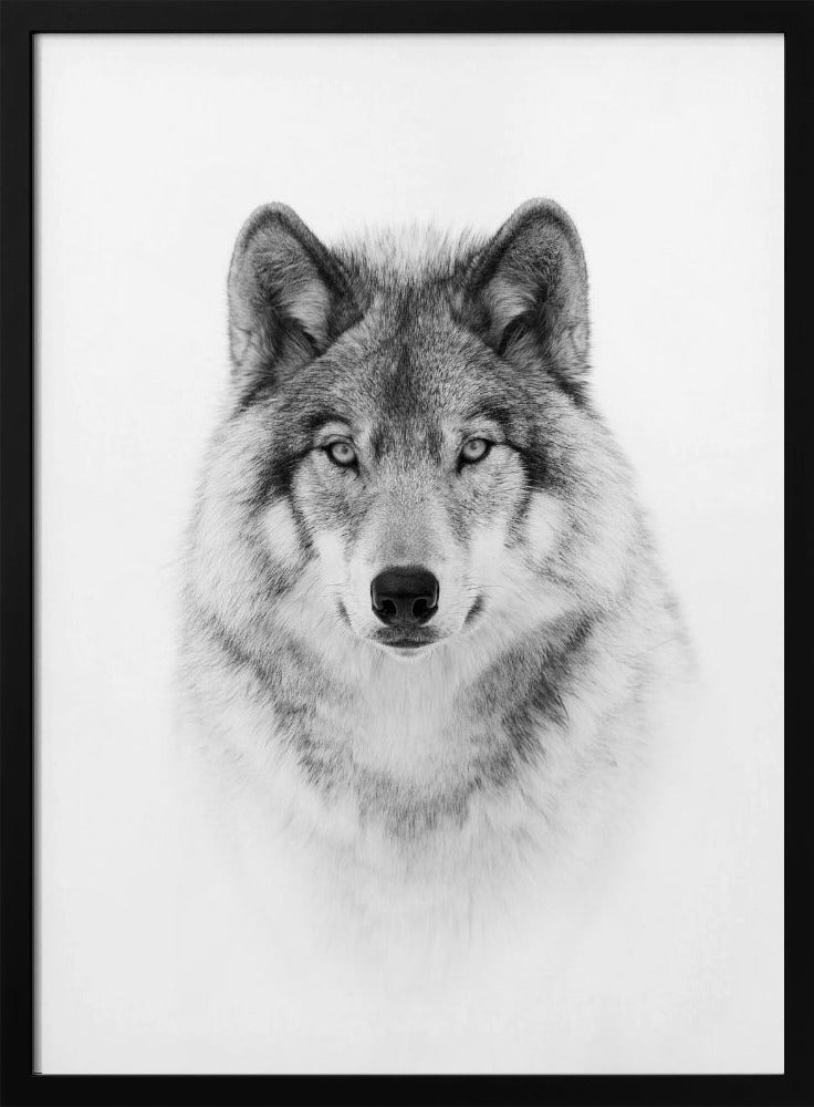 Porträt eines Timberwolfs | Poster