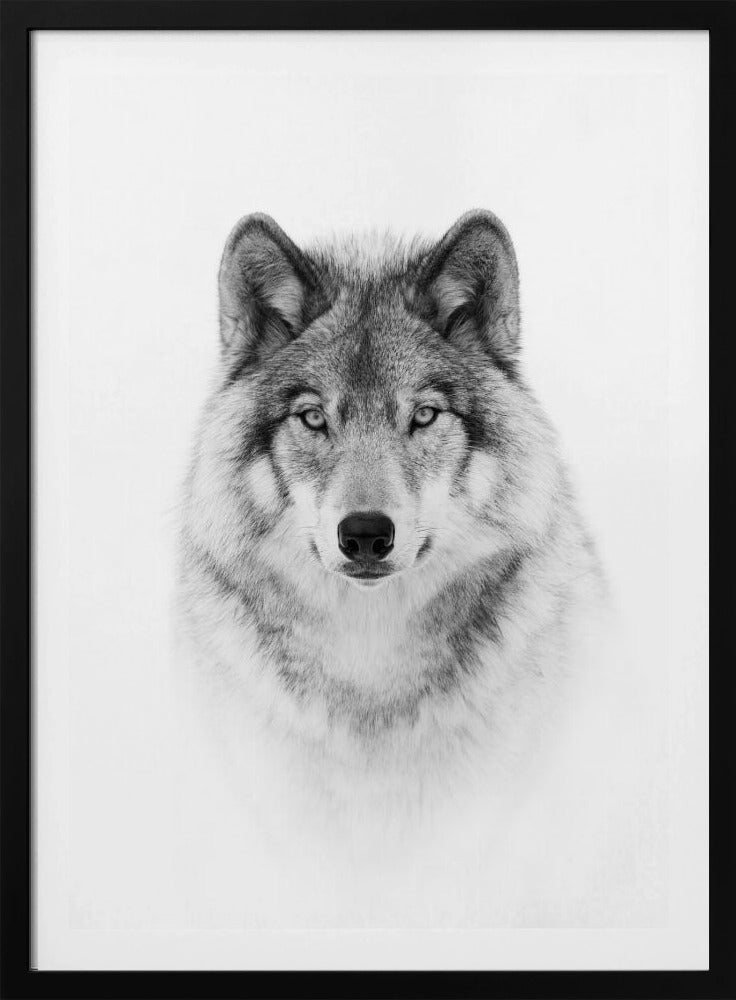 Porträt eines Timberwolfs | Poster