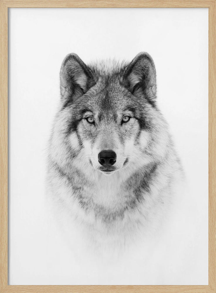 Porträt eines Timberwolfs | Poster