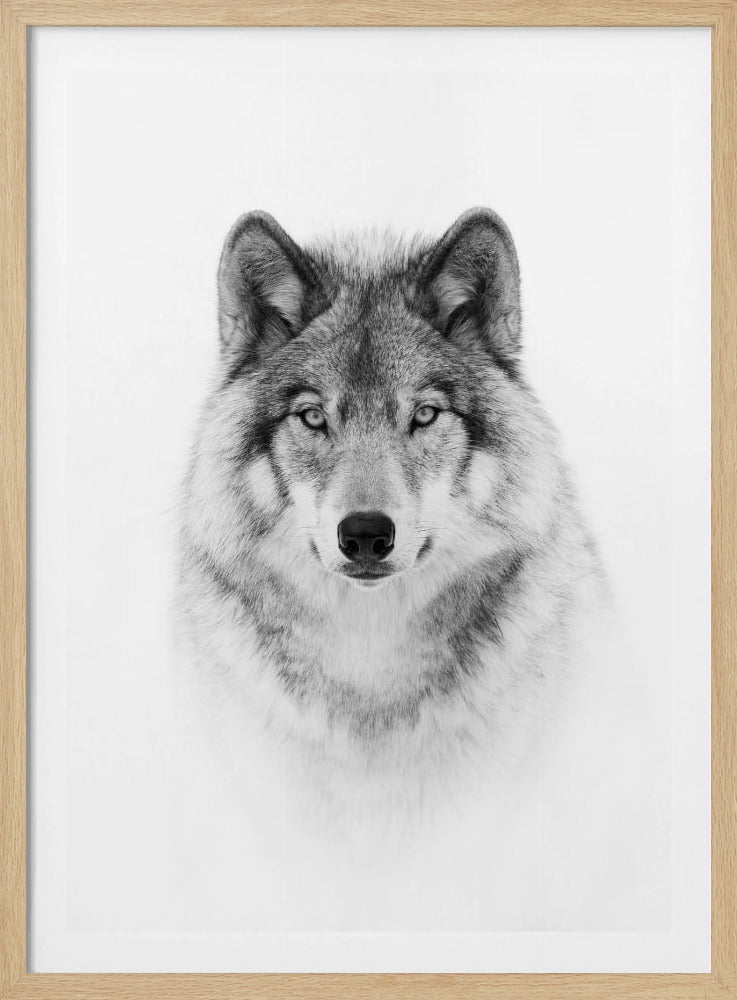 Porträt eines Timberwolfs | Poster