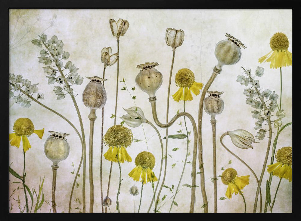 Mohn und Helenium | Poster