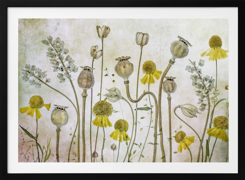 Mohn und Helenium | Poster