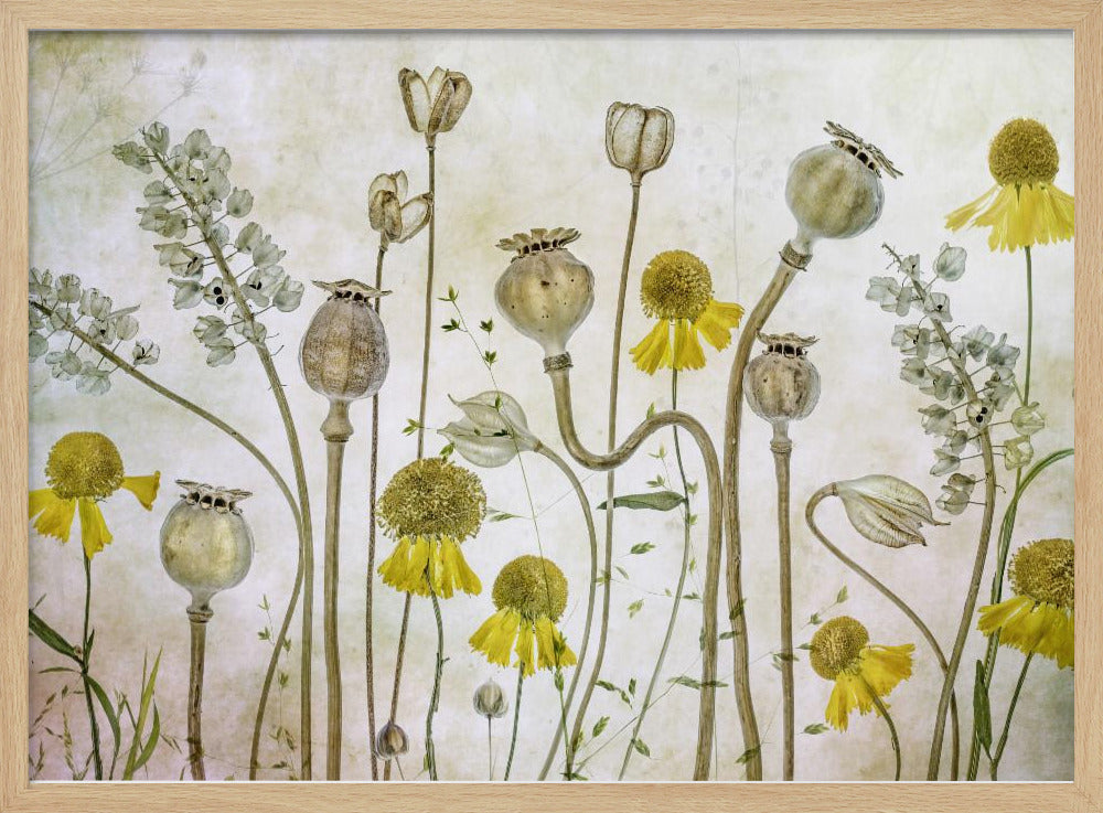 Mohn und Helenium | Poster