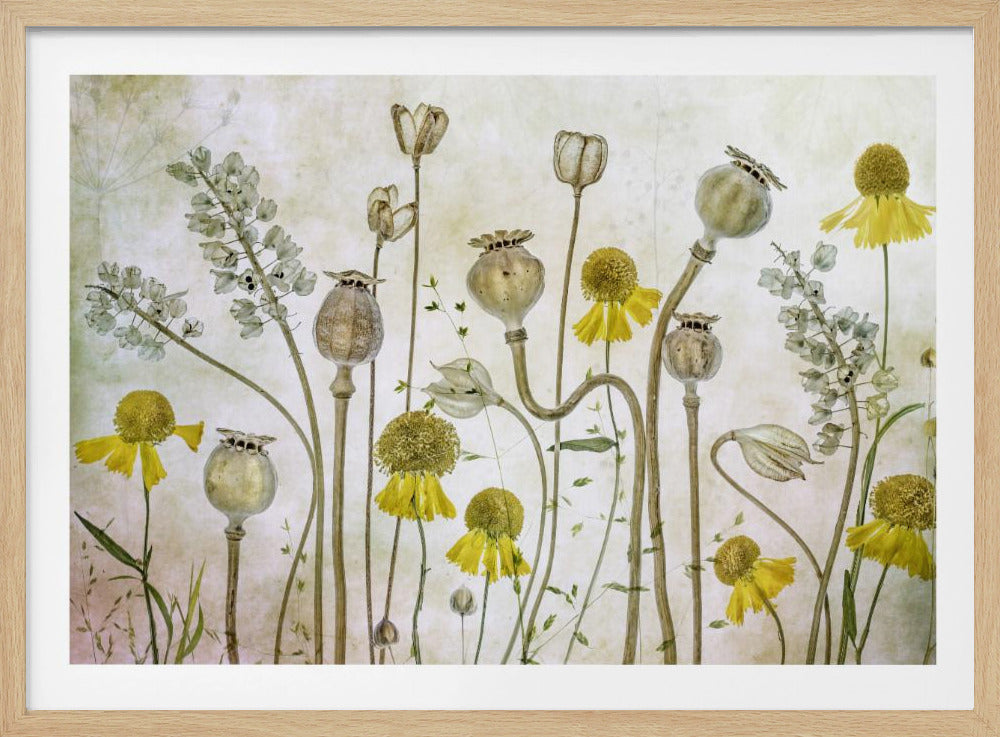 Mohn und Helenium | Poster