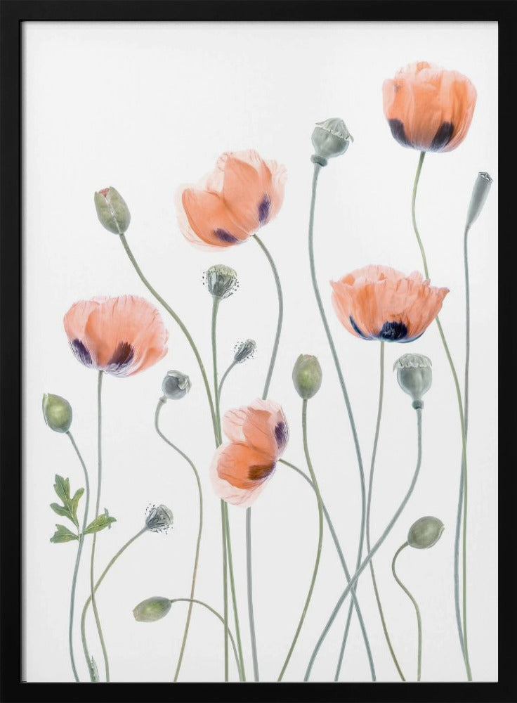 Mohnblumen | Poster