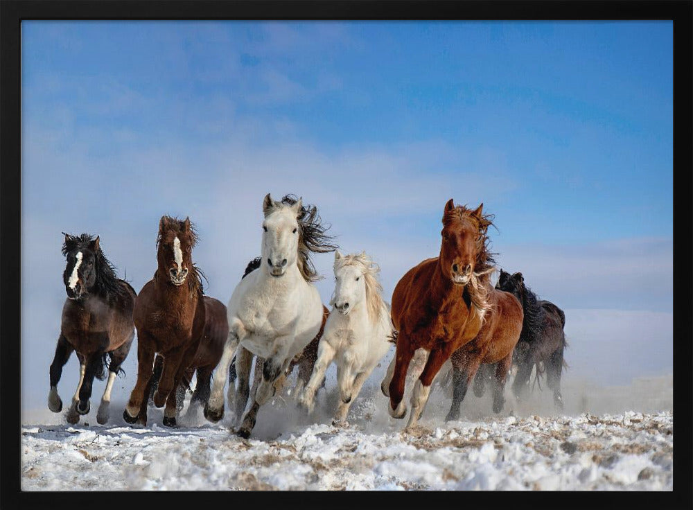 Mongolische Pferde | Poster