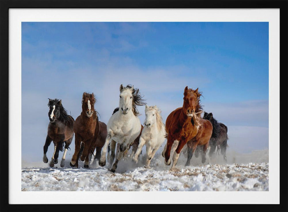 Mongolische Pferde | Poster