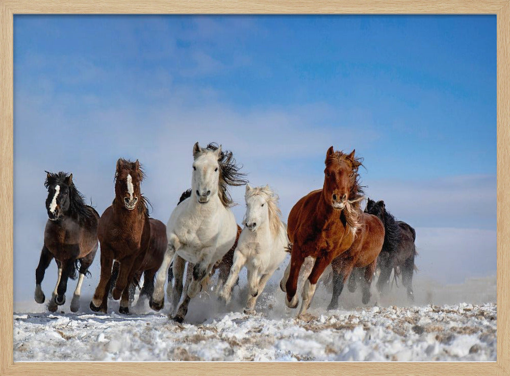 Mongolische Pferde | Poster
