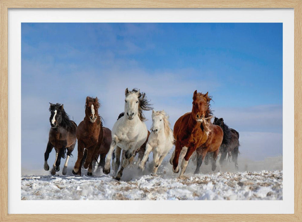 Mongolische Pferde | Poster