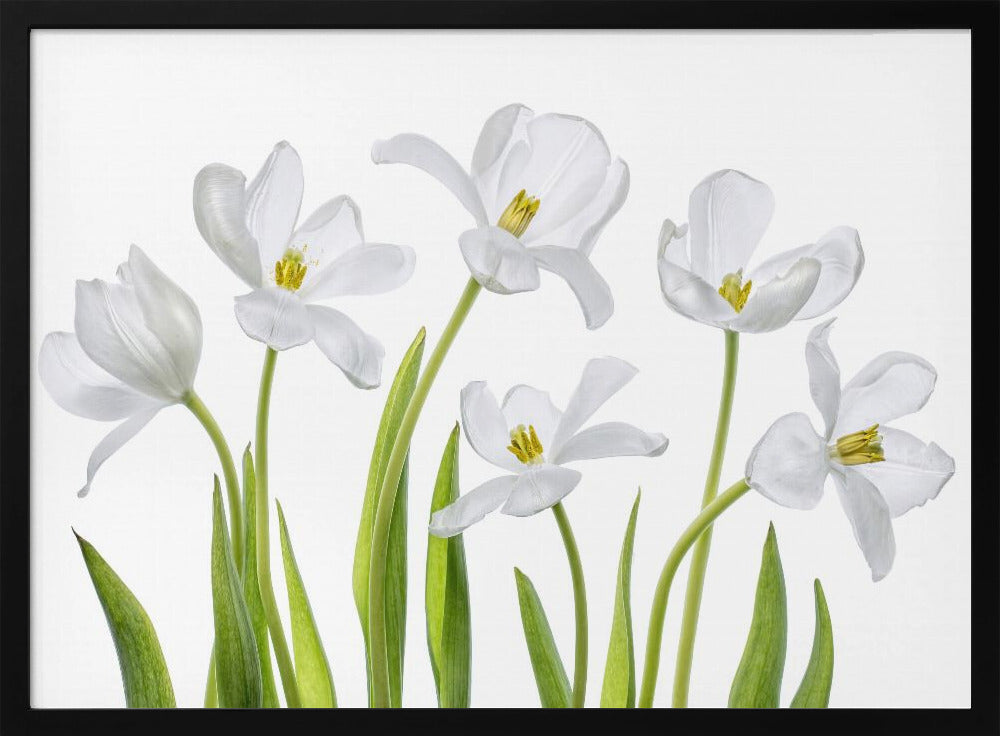 Weiße Tulpen | Poster