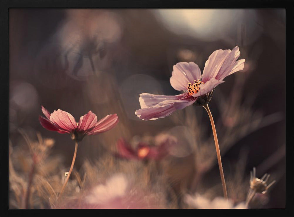 Blumen der Unschuld | Poster