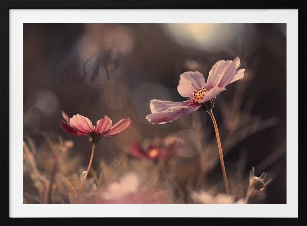 Blumen der Unschuld | Poster
