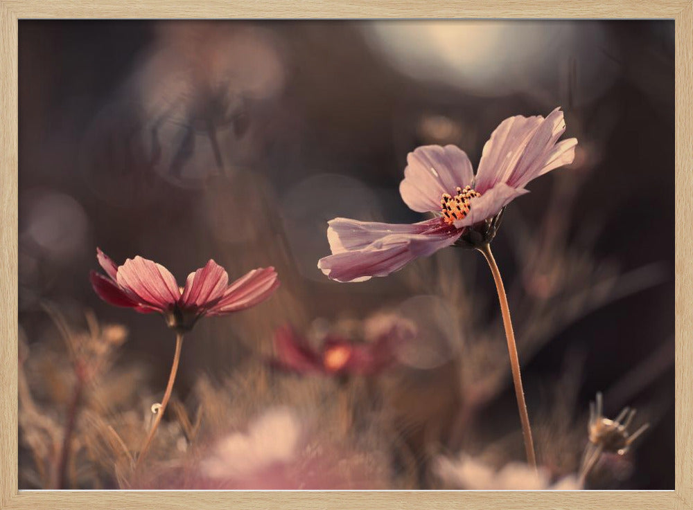 Blumen der Unschuld | Poster