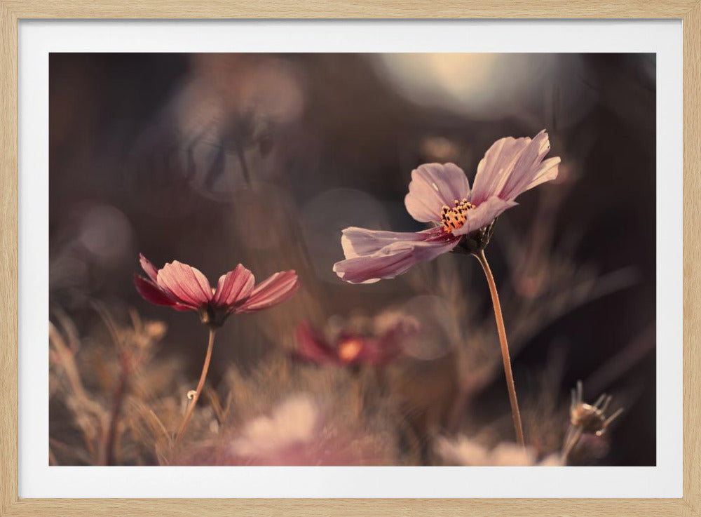 Blumen der Unschuld | Poster