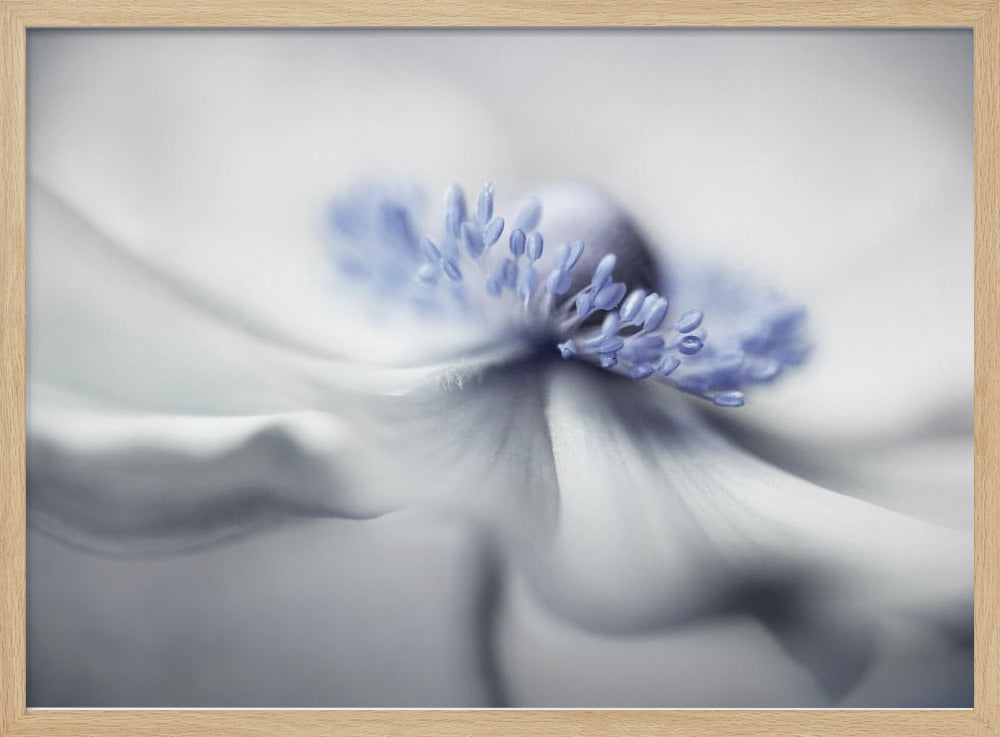 Anemonengeist | Poster