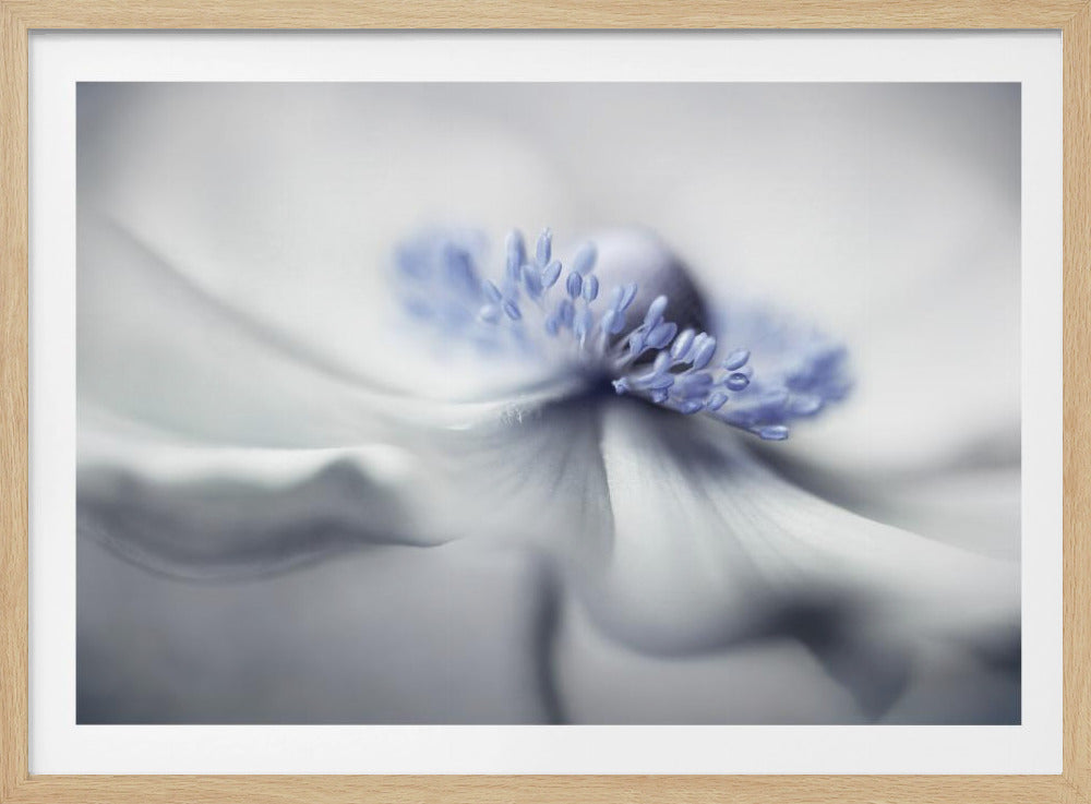 Anemonengeist | Poster