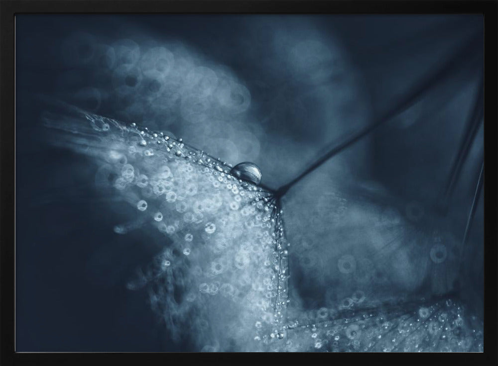 Blaue Pusteblumen | Poster