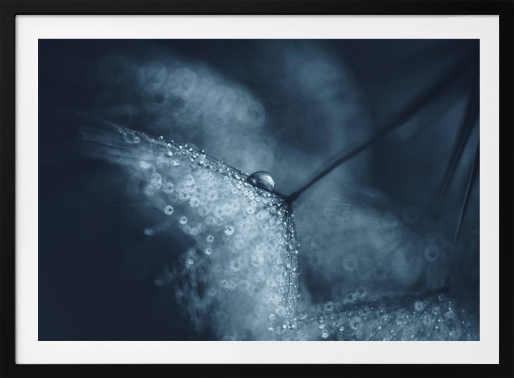 Blaue Pusteblumen | Poster
