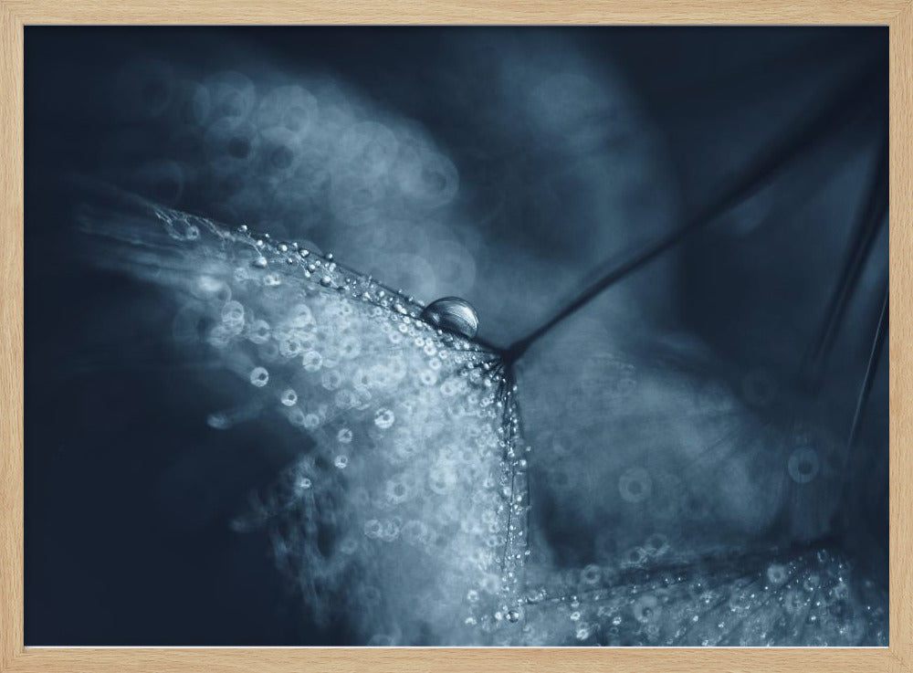 Blaue Pusteblumen | Poster