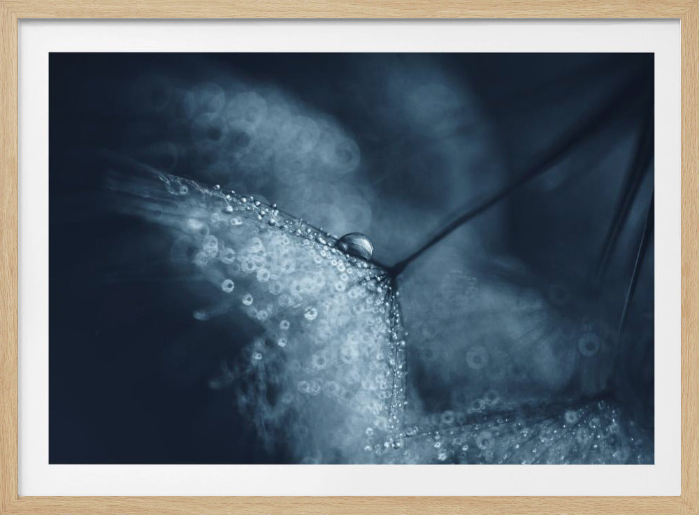 Blaue Pusteblumen | Poster