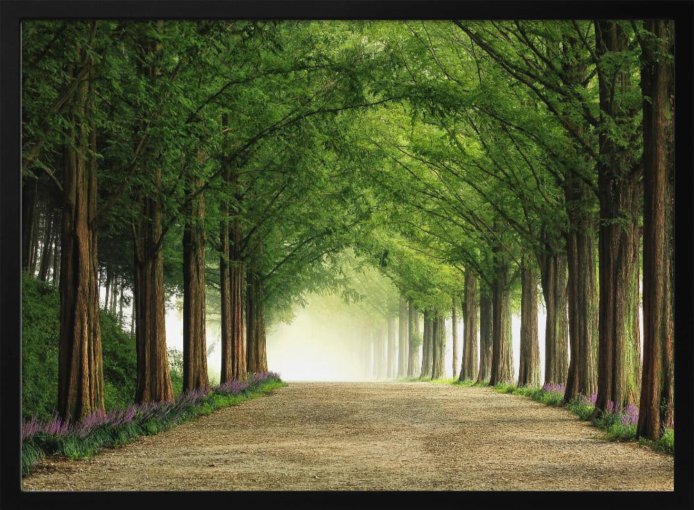 Metasequoia-Straße | Poster