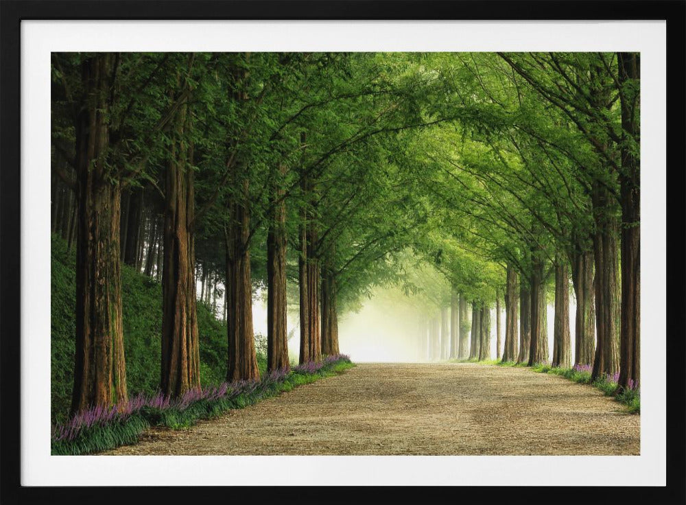 Metasequoia-Straße | Poster