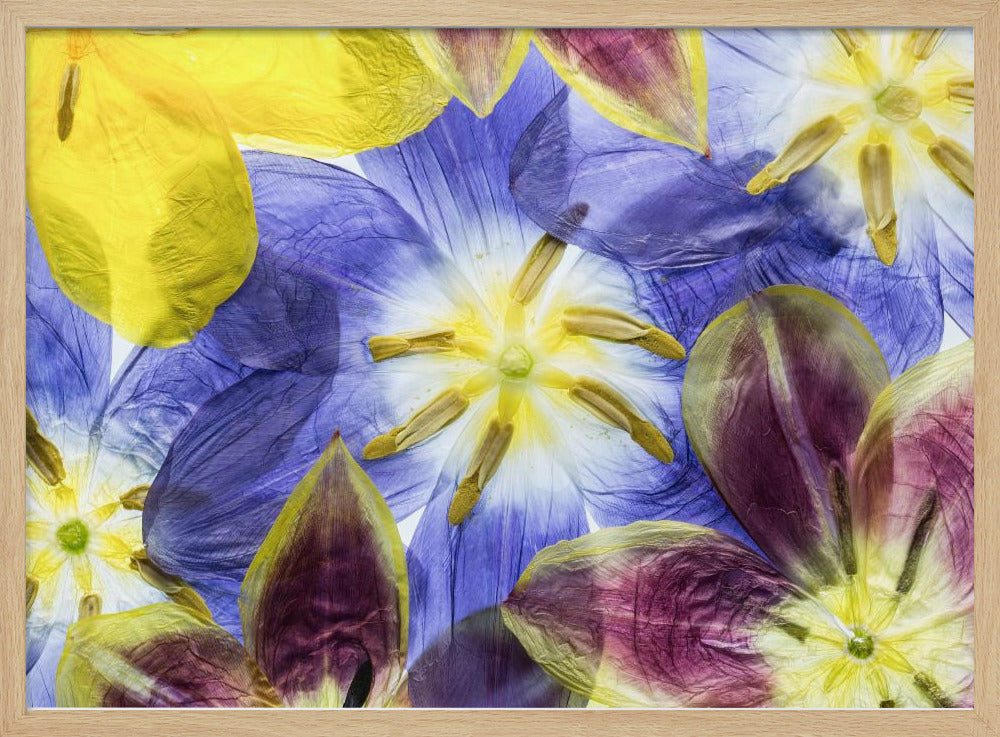 Tulips | Poster