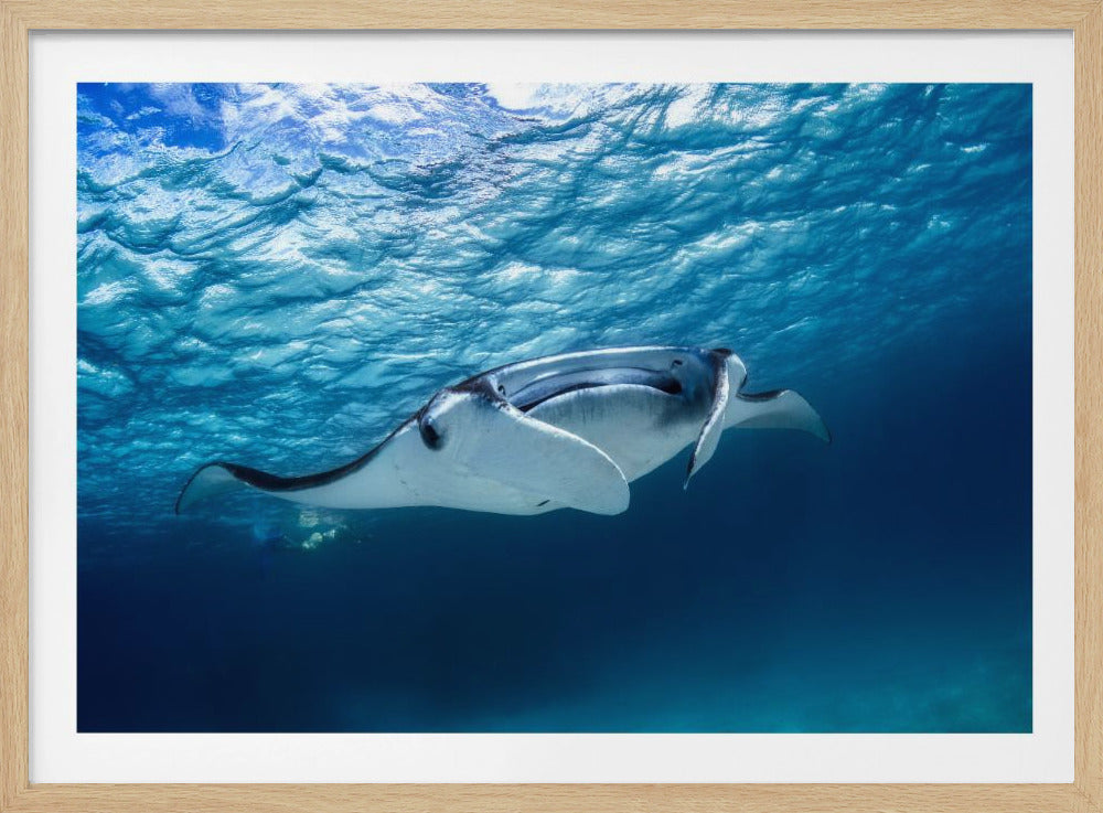 Manta Rochen | Poster