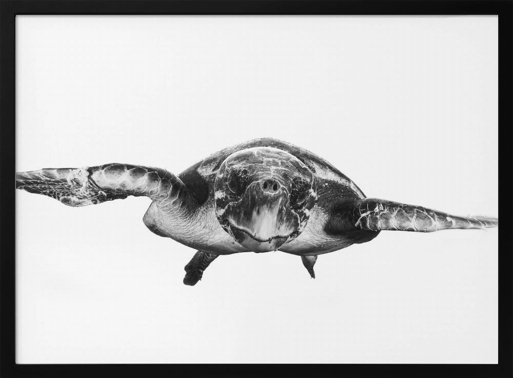 Weiß und Schildkröte | Poster