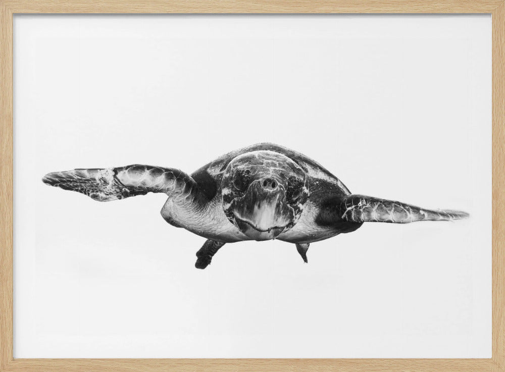 Weiß und Schildkröte | Poster