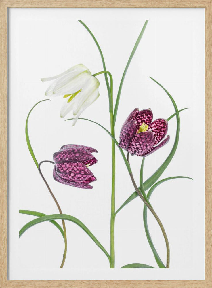 Schachbrettfalter | Poster