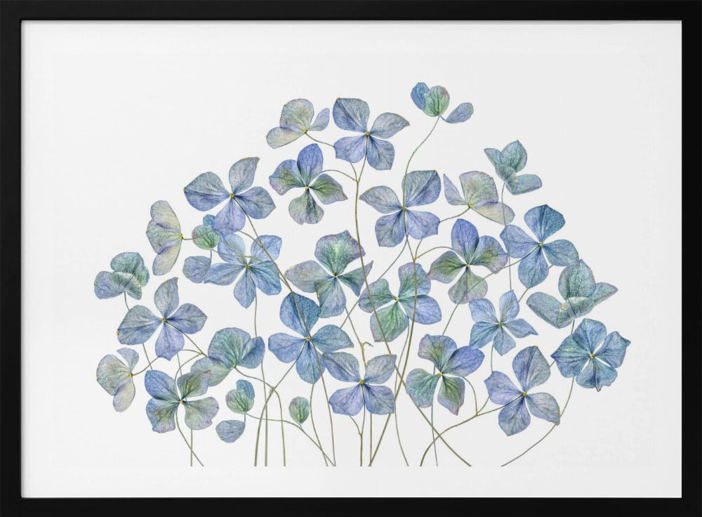 Hortensie | Poster