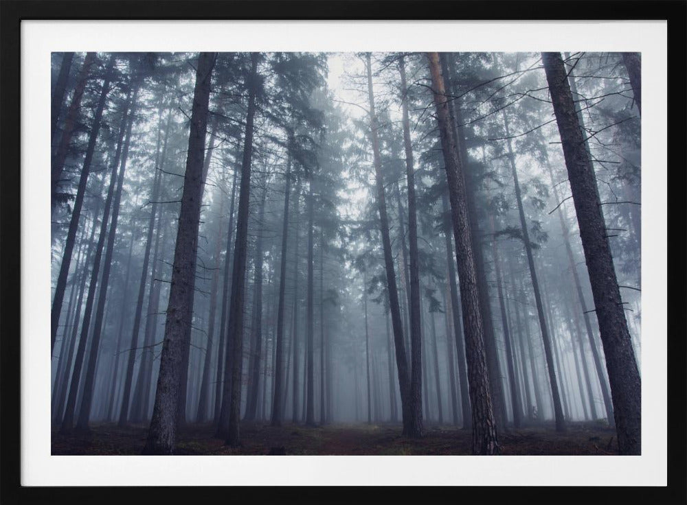 Geheimnisvoller Nebelwald. | Poster