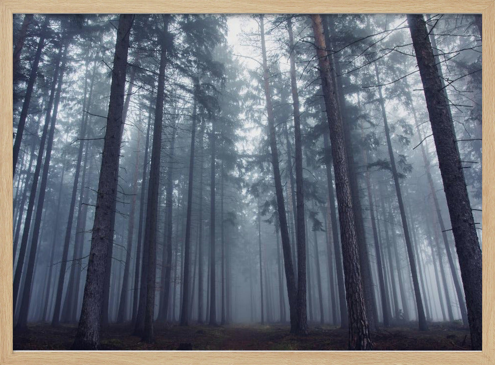 Geheimnisvoller Nebelwald. | Poster