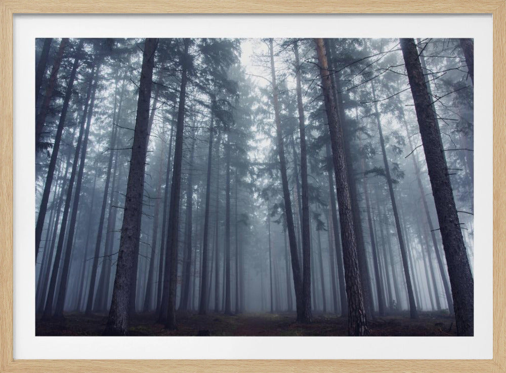 Geheimnisvoller Nebelwald. | Poster