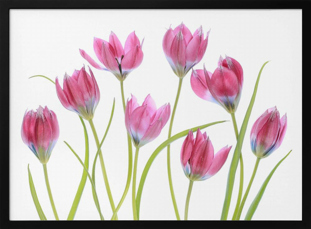 Tulpenrot | Poster