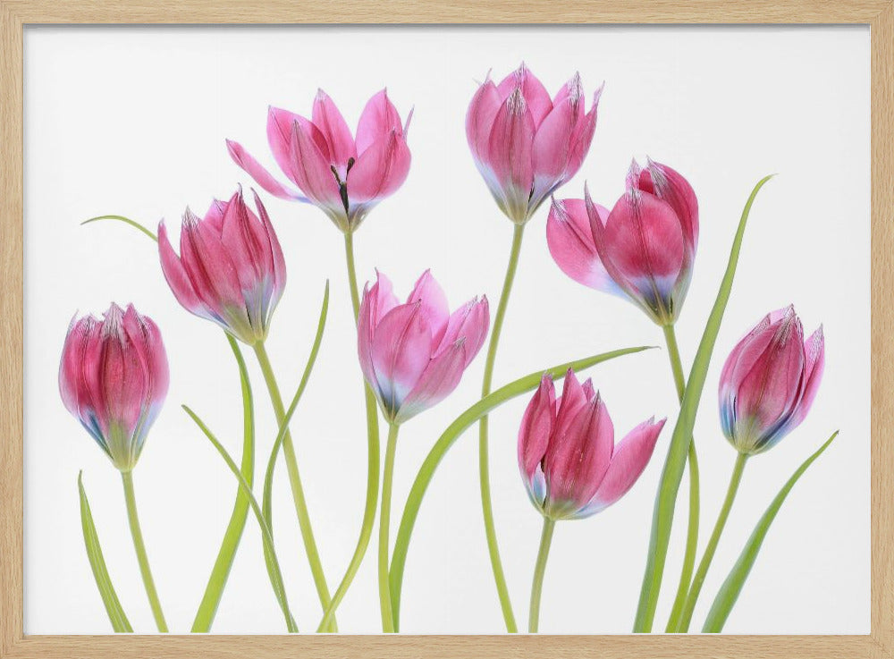 Tulpenrot | Poster
