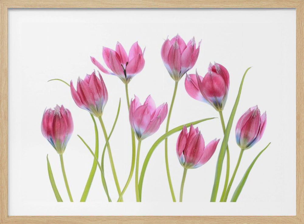 Tulpenrot | Poster