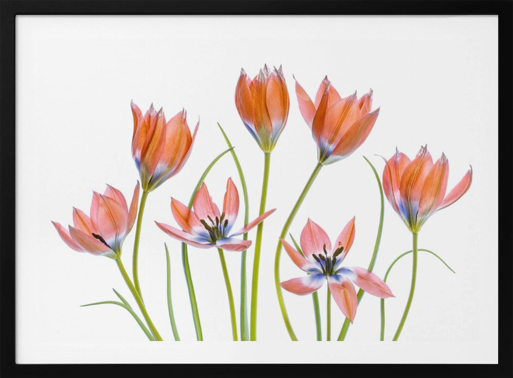 Aprikosen-Tulpen | Poster