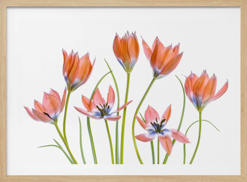 Aprikosen-Tulpen | Poster