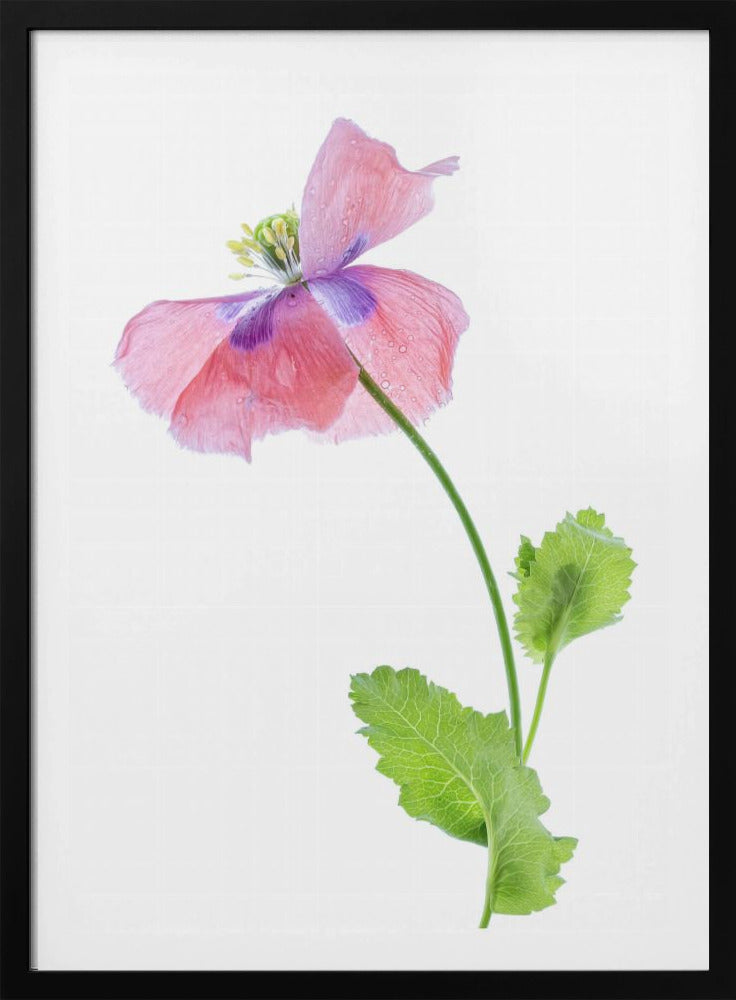 Mohn | Poster