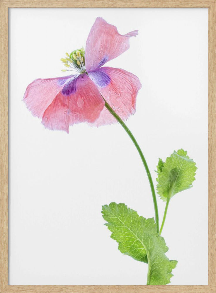 Mohn | Poster