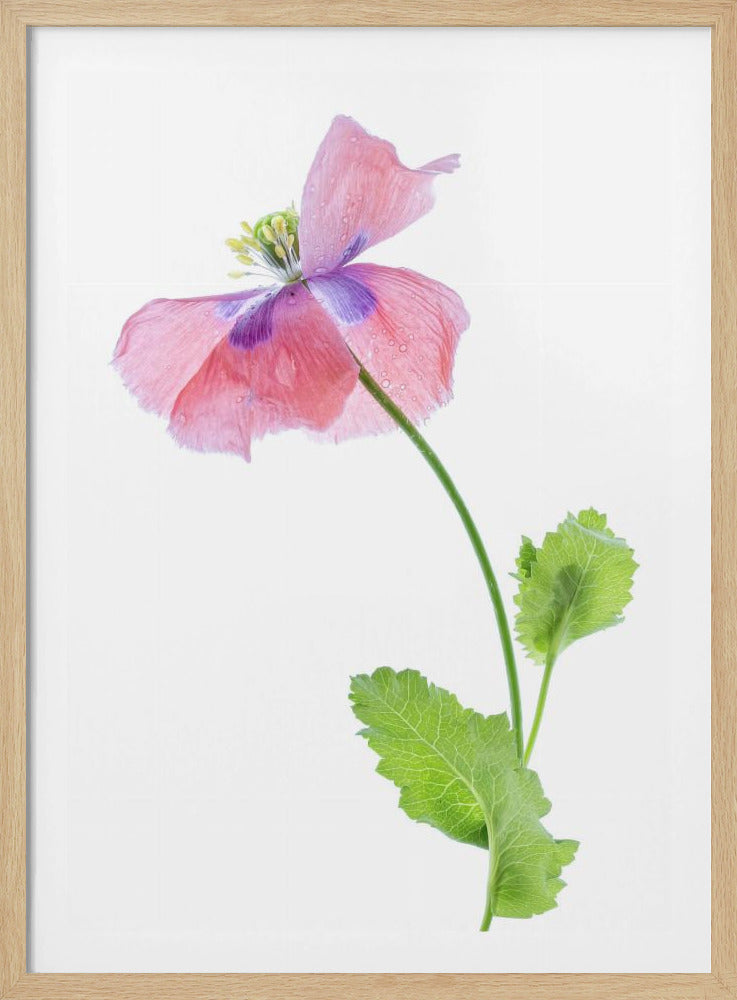 Mohn | Poster